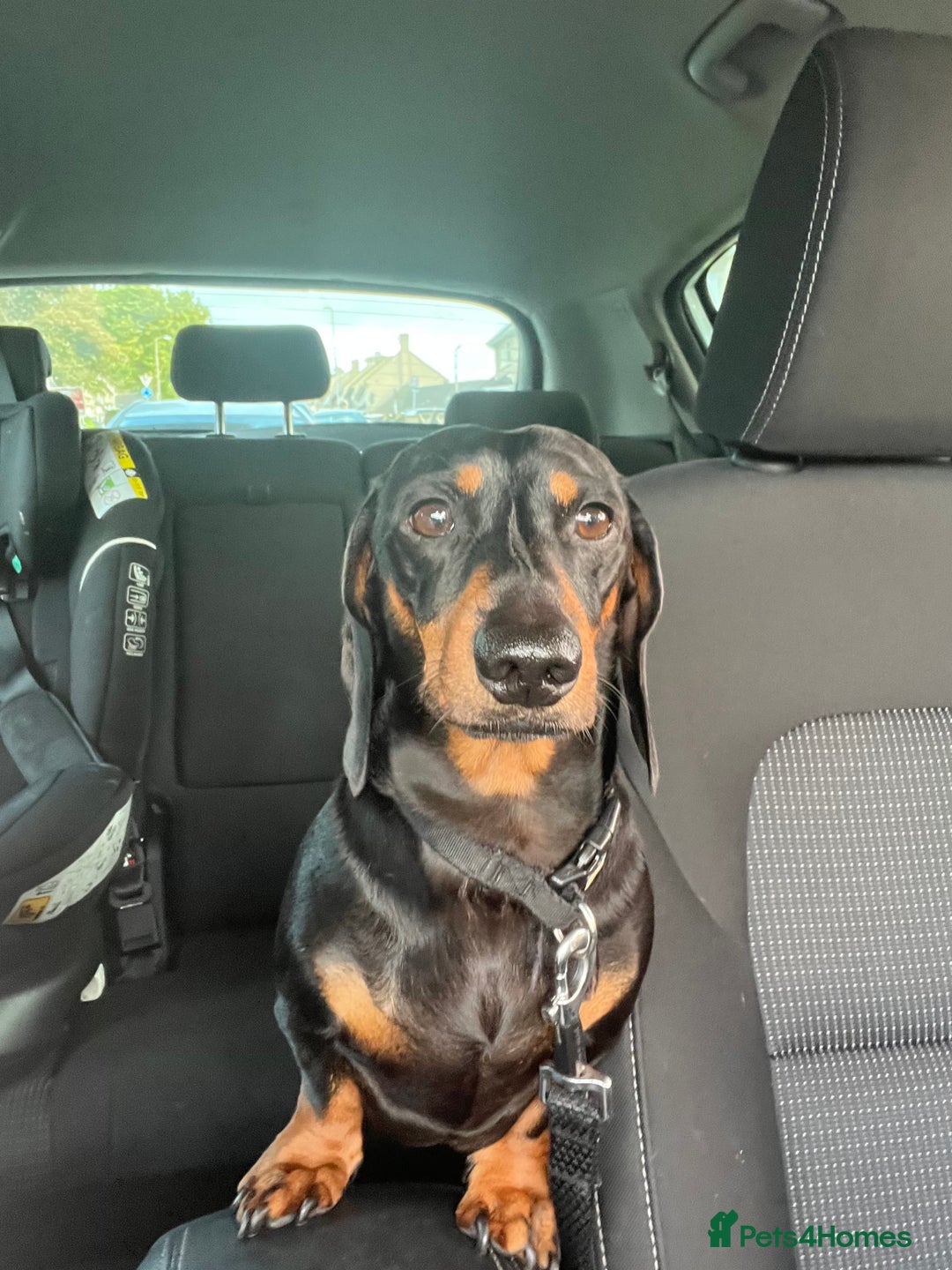 Dachshund dogs for stud: Handsome boy ready to stud  - Advert 2