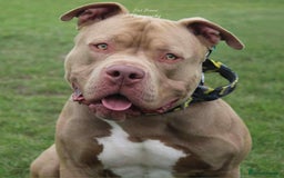 American Bully dogs for stud: Tan and white Boy American bully  - Image 9
