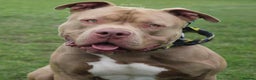 American Bully dogs for stud: Boy Pocket American bully  - Advert 8