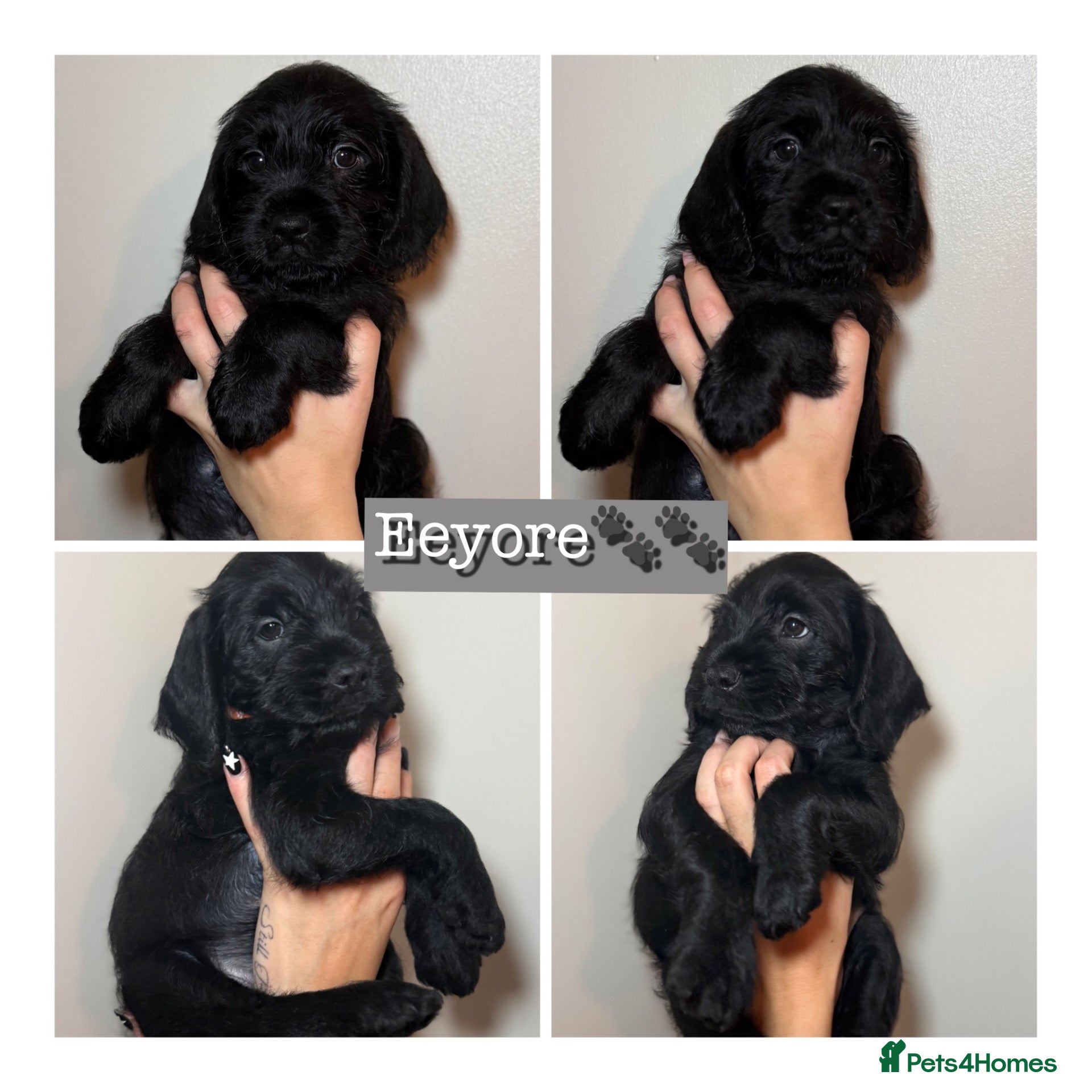 Mixed Breed dogs for sale: Last gorgeous boy !!Cockapoo x Shih Tzu  - Advert 18