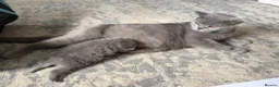 British Shorthair cats for sale: Stunning Black British Shorthair Kittens 2Left - Advert 34
