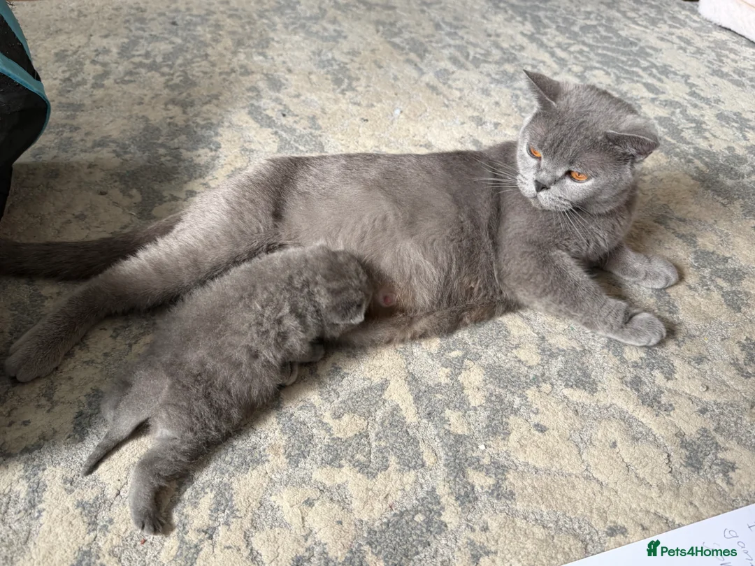 British Shorthair cats for sale: Stunning Black British Shorthair Kittens 2Left - Advert 34