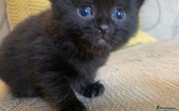 Bombay cats for sale: Kittens - Advert 22