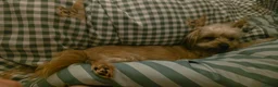 Chorkie dogs for sale: Millie - Advert 3