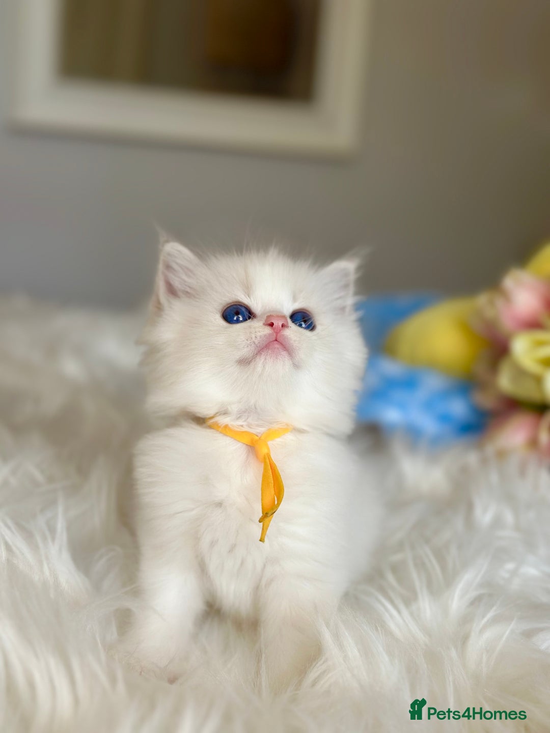 Ragdoll cats for sale: Beautiful pedigree kittens, show quality 💎❤️💎 - Image 19