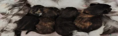 Younger litter from Bobo