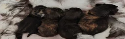 Norwegian Forest Cat cats for sale: Beautiful Pedigree Norwegian Forest kittens - Advert 13