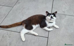 British Shorthair cats for sale: Beautiful and friendly tuxedo cat - Image 3