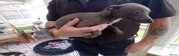 Mixed Breed dogs for sale: Whippet x Italian greyhound - Advert 6