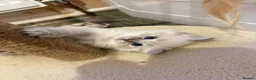 Ragdoll cats for sale: 🐾 Adorable Ragdoll  Kittens for Sale! 🐾  - Advert 12