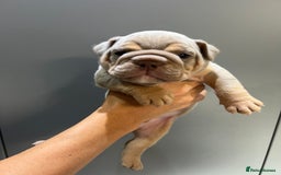 English Bulldog dogs for sale: English Bulldog Puppies - Image 5