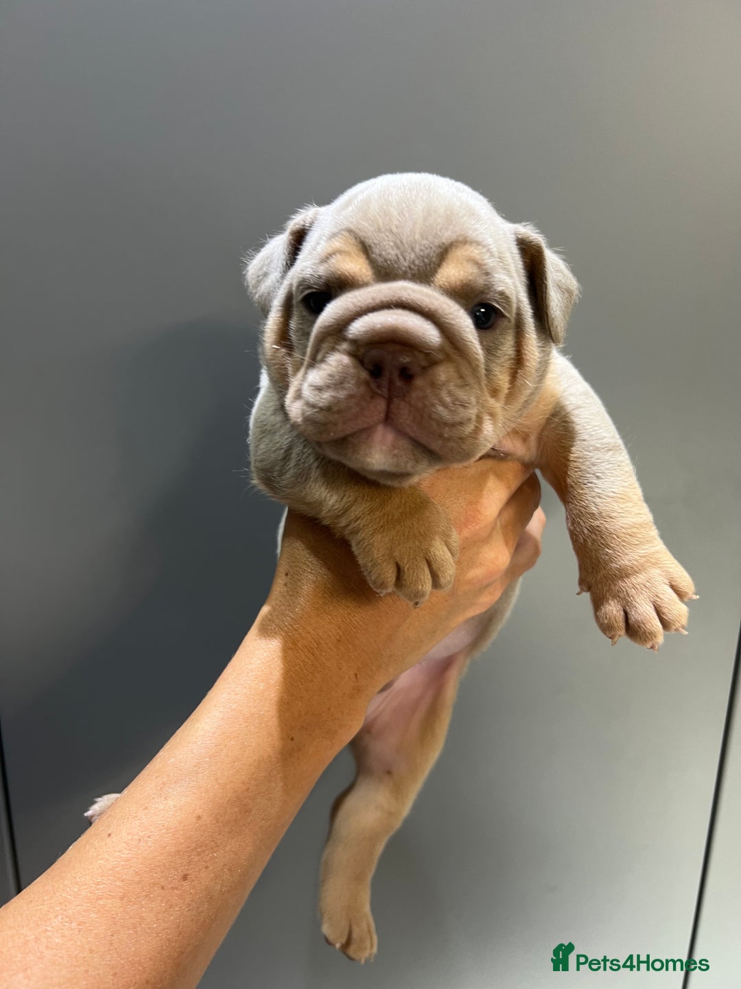 English Bulldog dogs for sale: English Bulldog Puppies - Image 5