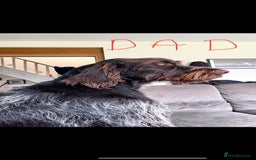 German Wirehaired Pointer dogs for sale: GWP Pups for sale field bloodlines land waterfowl  in Preston - Image 5