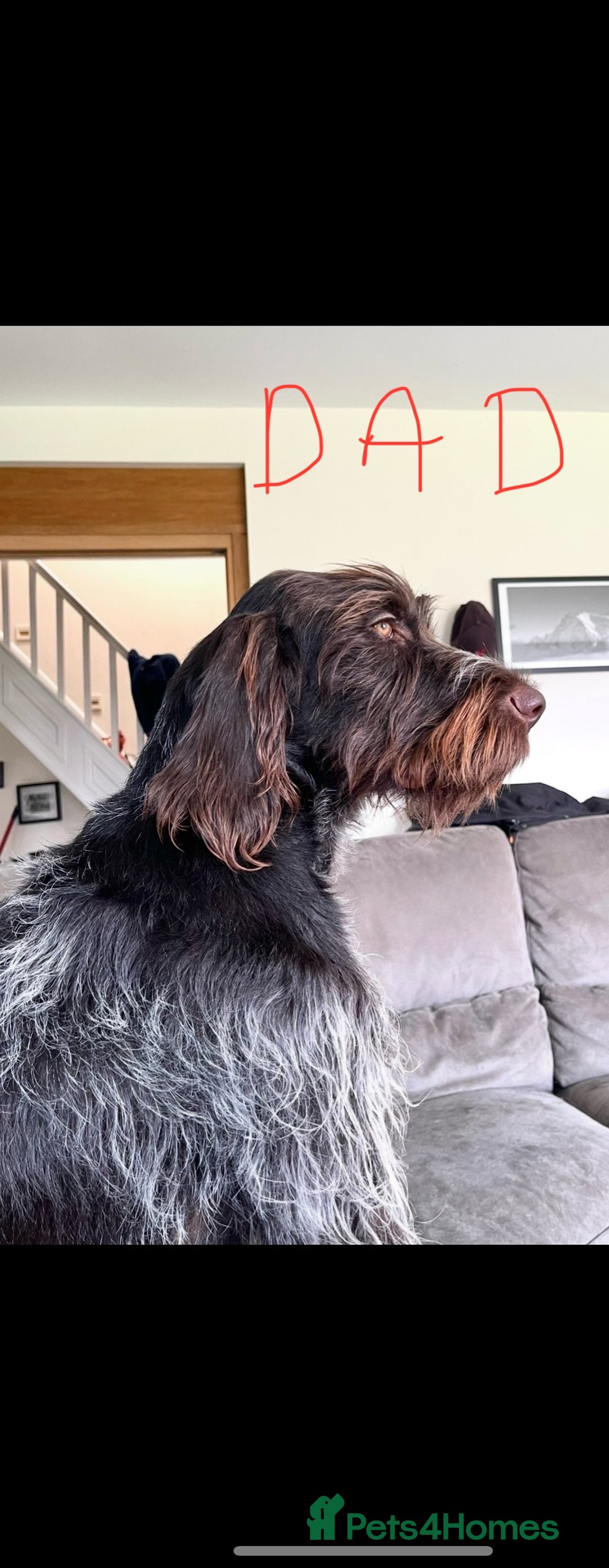German Wirehaired Pointer dogs for sale: GWP Pups for sale field bloodlines land waterfowl  in Preston - Image 5