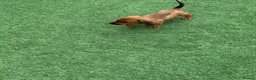 Miniature Dachshund dogs for sale: Miniature Daschund  - Advert 8
