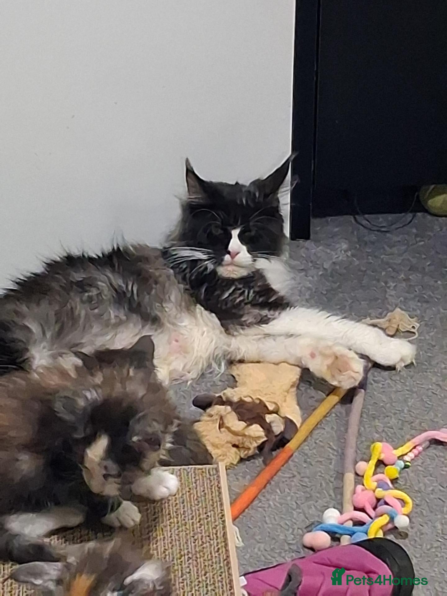 Maine Coon cats Tabby smoke main coon kittens - Advert 1