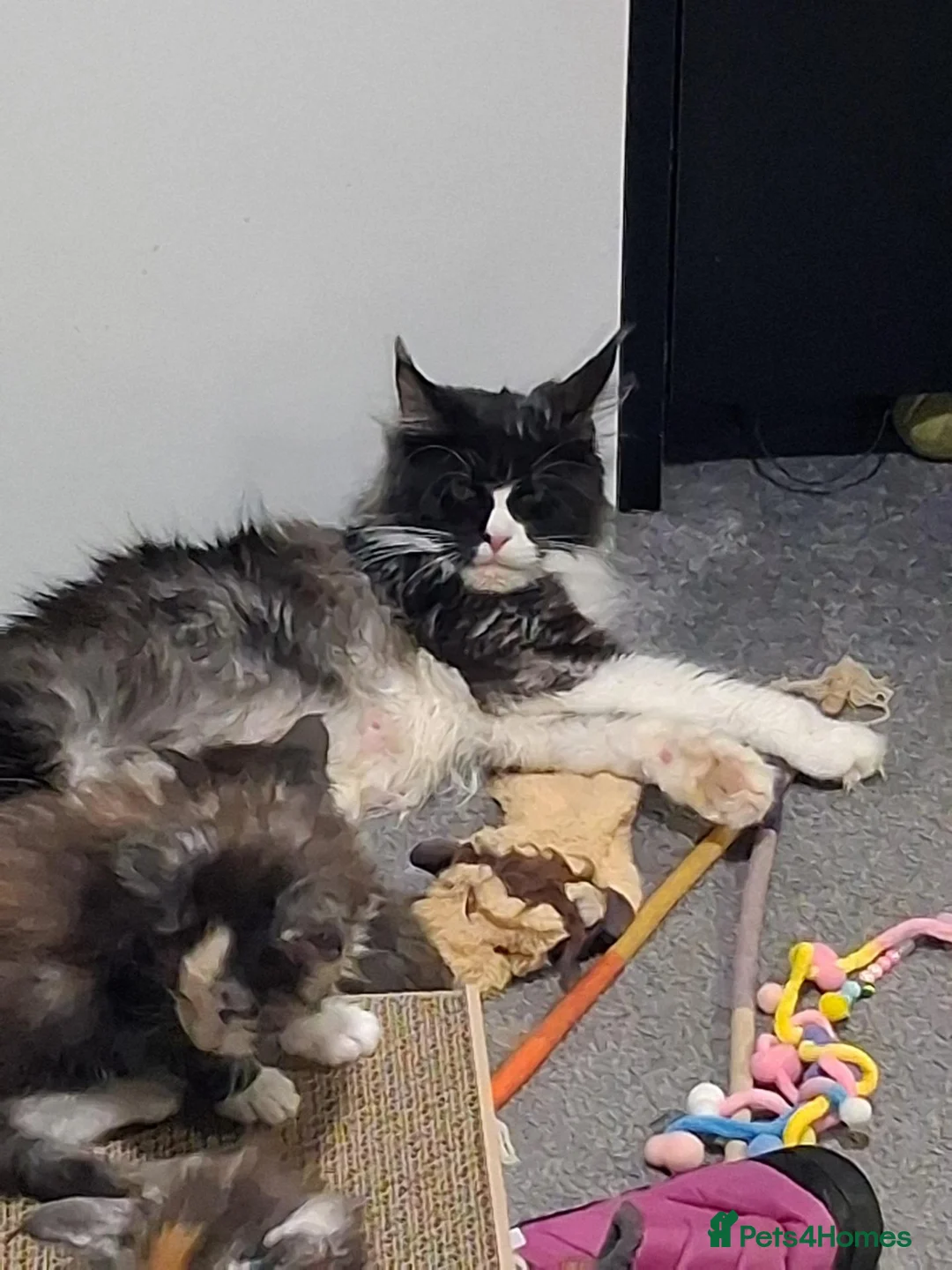 Maine Coon cats for sale: Tabby smoke main coon kittens - Advert 1