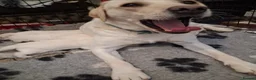 Labrador Retriever dogs for sale: ** yellow labrador puppy ** - Advert 8