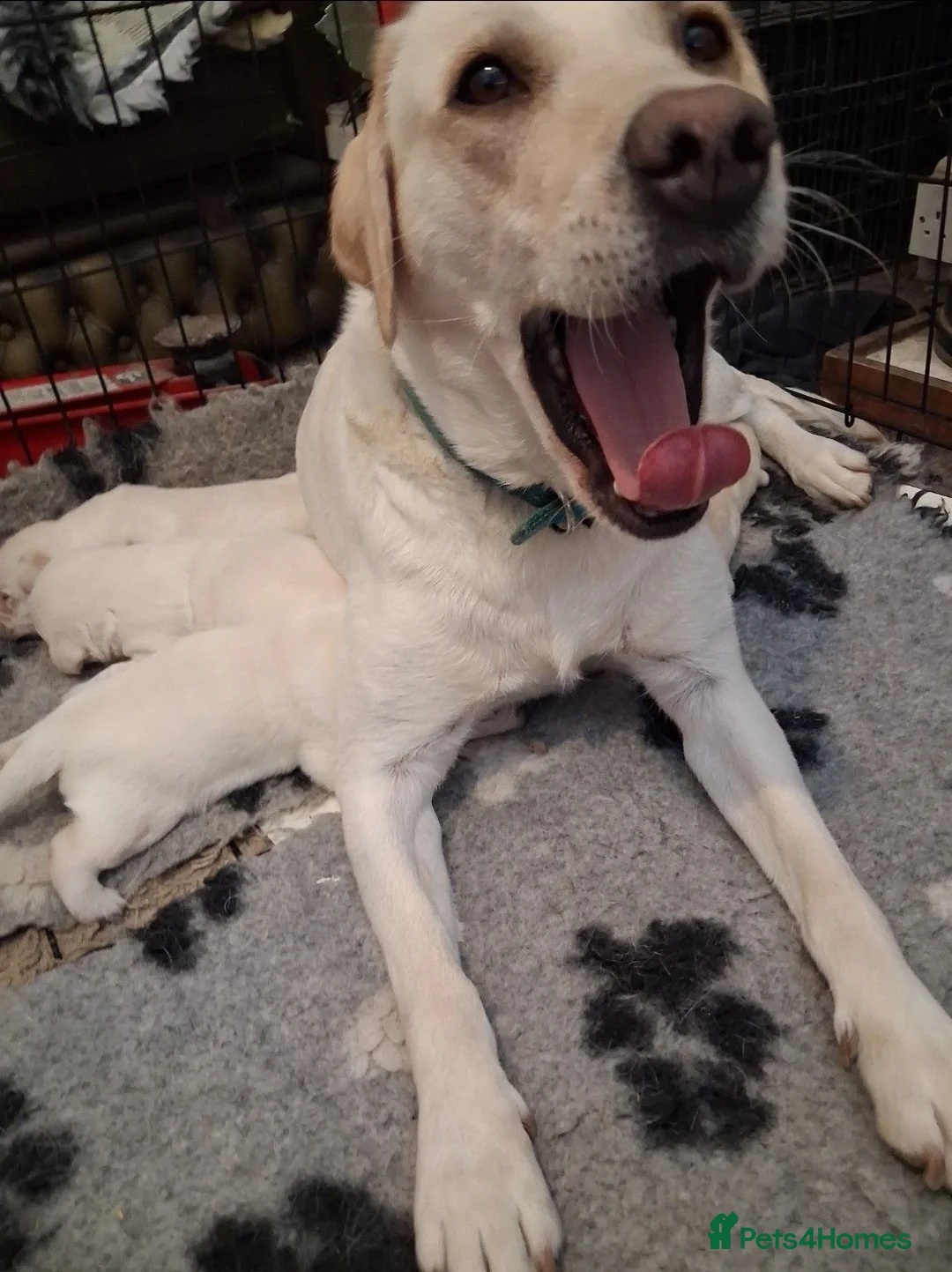 Labrador Retriever dogs for sale: ** yellow labrador puppy ** - Advert 8