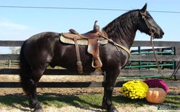 Friesian horses for sale: Family Safe Friesian Gelding Horse - Image 4