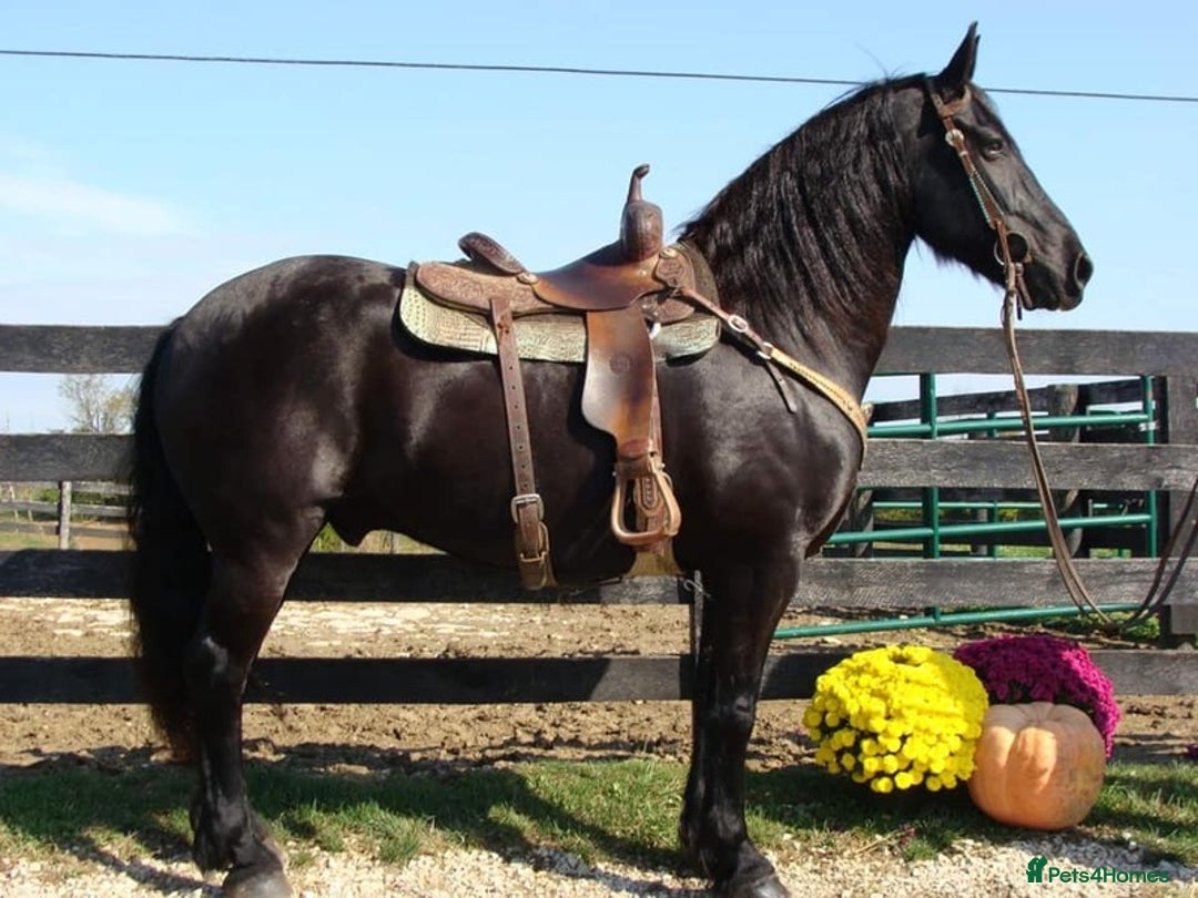 Friesian horses for sale: Family Safe Friesian Gelding Horse - Image 4