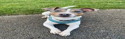 Jack Russell dogs for stud: Blue tri carrying chocolate miniature Jack Russell in Bradford - Advert 6