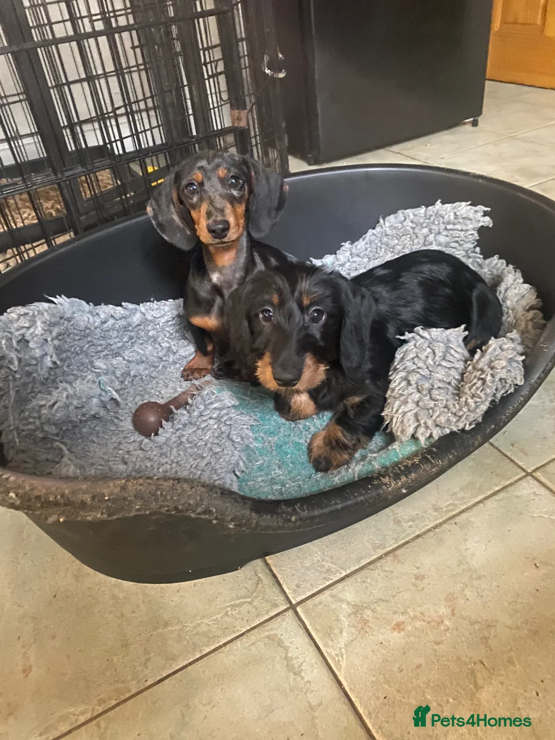 Miniature Dachshund dogs for sale: Miniature wire dachshund  in Ballyclare - Advert 2