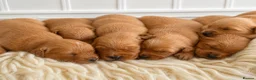 Golden Retriever dogs for sale: Very dark, low COI, KC working golden retrievers  - Advert 4