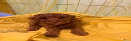 Toy Poodle dogs for sale: Beautiful toy poodle puppies  - Advert 20