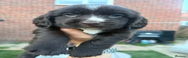Puppy 1