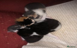 Mixed Breed cats for sale: 5 kittens for sale - Image 18