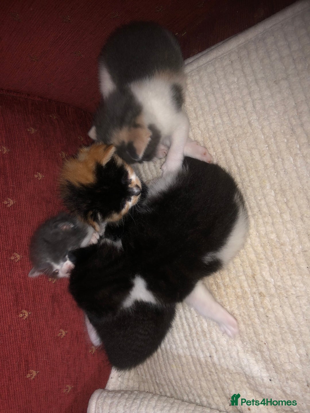 Mixed Breed cats for sale: 5 kittens for sale - Image 18
