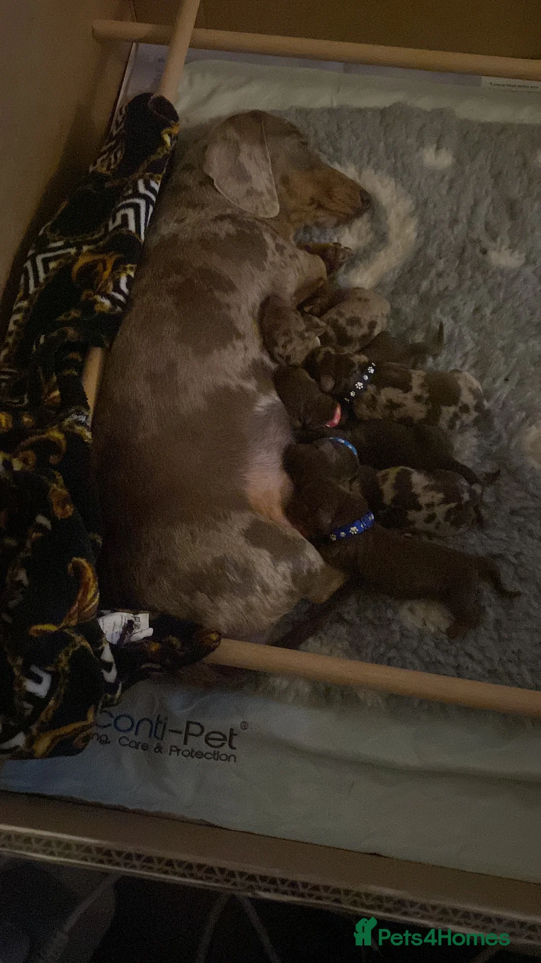 Miniature Dachshund dogs for sale:  Isabella & chocolate & tan Miniature dachshunds  - Advert 14