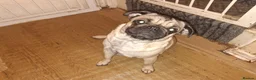 Pug dogs for sale: Lovely pug pups for sale - Advert 2