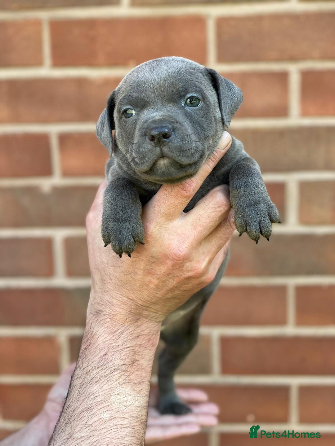 Staffordshire Bull Terrier dogs for sale: Stunning Staffordshire Bullterrier Puppies  - Image 5