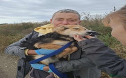 Mixed Breed dogs for adoption: Autumn - Fakenham Norfolk  - Image 2