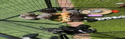 Jackapoo dogs for sale: F1b jackapoo puppies - Advert 27