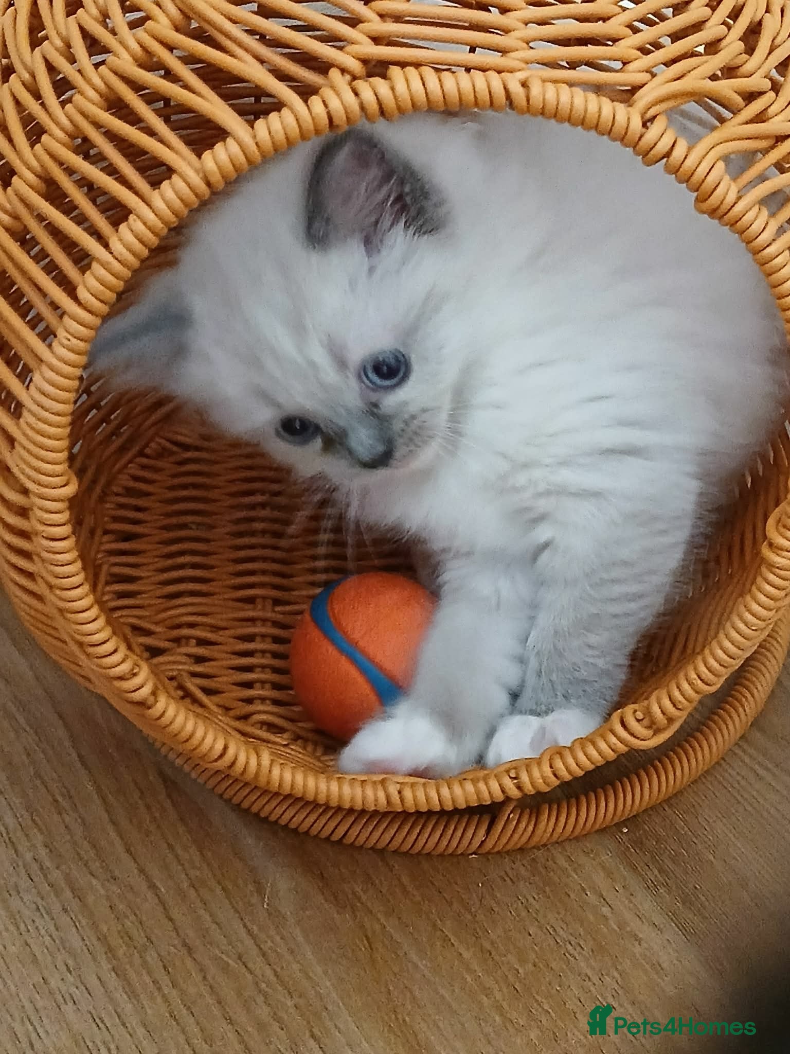 Ragdoll cats Ragdoll girl READY NOW - Advert 1