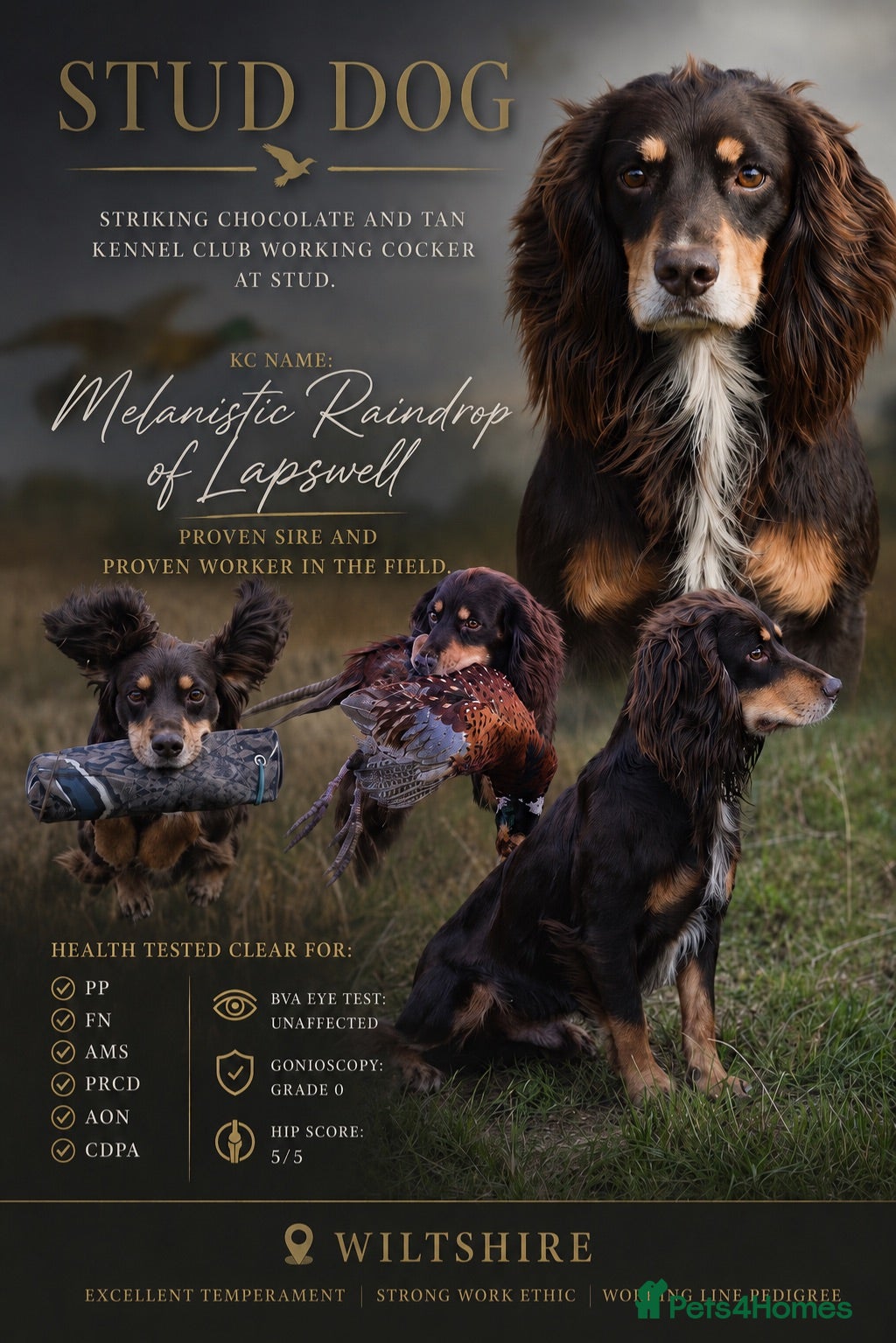 Cocker Spaniel dogs Quality WCS, fully health tested - Advert 5