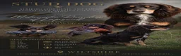 Cocker Spaniel dogs for stud: Quality WCS, fully health tested - Advert 1