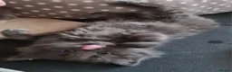 Mixed Breed cats for sale: Beautiful Plush, Fluffy Kittens - RAGBRITS CROSS - Advert 24