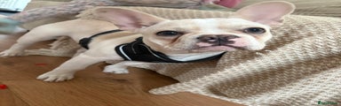 French Bulldog Puppy 1