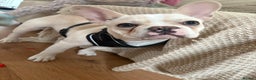 French Bulldog dogs for sale: Female dog for sale - Advert 2