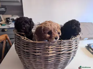 Cavapoo dogs One Adorable girl cavapoo left – Ready February - Advert 18