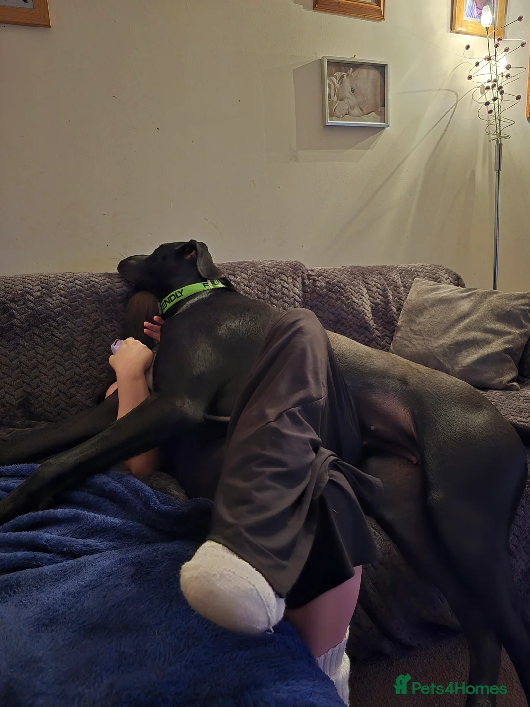 Great Dane dogs for sale: Great dane female 16 months old in Melton Mowbray - Advert 6