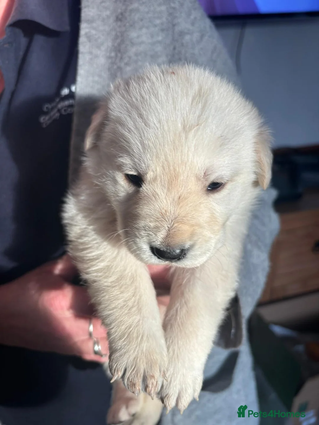 Sheprador dogs for sale: 10 Chunky Sheprador  in Llangadog - Advert 2