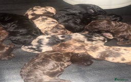 Toy Poodle dogs for stud: Chocolate Merle Toy Poodle at stud  - Image 9