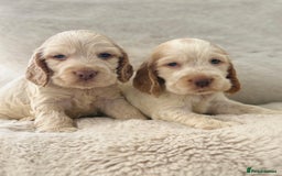 Cocker Spaniel dogs for sale: KC Registered Show Cocker Spaniel Puppies  - Image 2