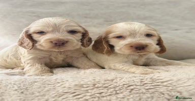 Cocker Spaniel dogs - Advert 1