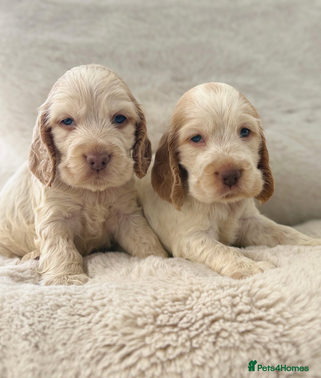 Cocker Spaniel dogs for sale: KC Registered Show Cocker Spaniel Puppies  - Image 2